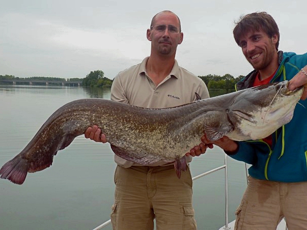 Silure de Saône pris lors d'un guidage